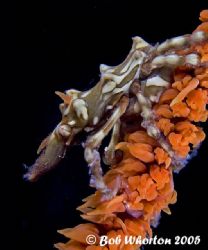 Xenocrab on seawhip - Northern Sulawesi.
Olympus 5050 wi... by Dr Bob Whorton 
